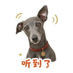 蓝灰灵缇在活版室 sticker 3