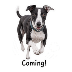 Marlow the Seaside Whippet sticker 2