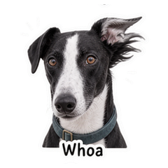 Sticker 5