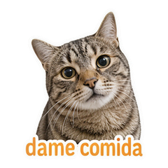Spanish Pet Reactions #1