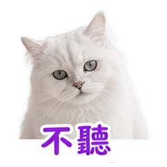 寵物日常 貼圖 3