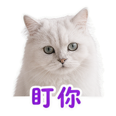 貼圖 9