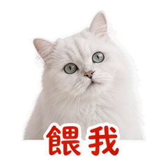 寵物日常 貼圖 1