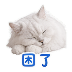 寵物日常 貼圖 4
