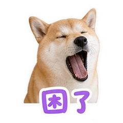宠物日常 #4