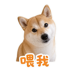 宠物日常 #1