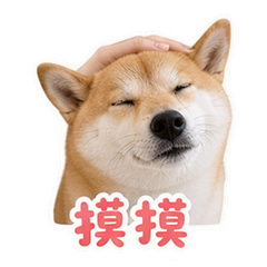 宠物日常 #2