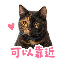 表情 7