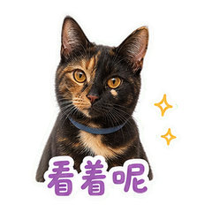 雨窗边的琥珀 sticker 3