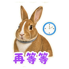 貼圖 6