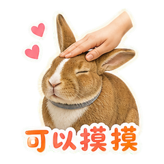 貼圖 10