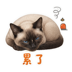 表情 11