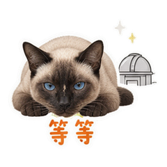表情 6