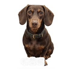 书店腊肠犬 貼圖 2