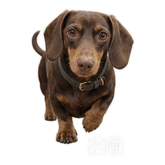 书店腊肠犬 貼圖 3