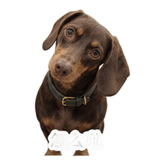 书店腊肠犬 貼圖 4