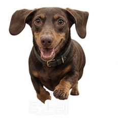 貼圖 5