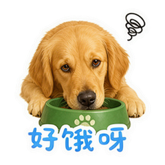 暖阳金毛 貼圖 2