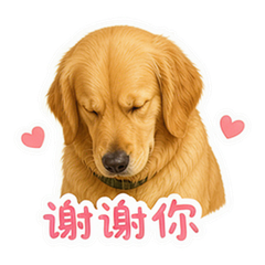 暖阳金毛 貼圖 3