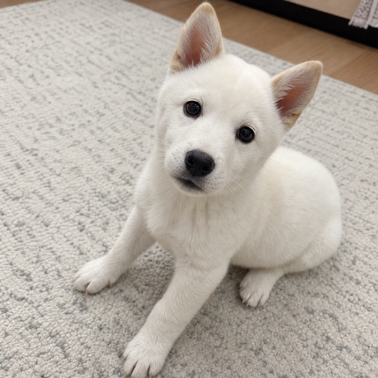 Jindo Pet Reactions character image
