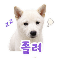 Jindo Pet Reactions #4