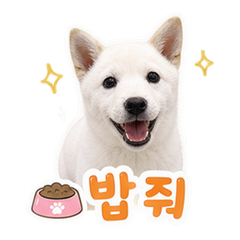 Jindo Pet Reactions #1