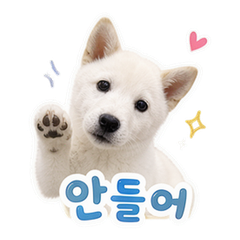 Jindo Pet Reactions #3