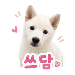 Jindo Pet Reactions #2