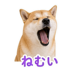 Shiba Pet Reactions #4