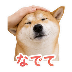 Shiba Pet Reactions #2