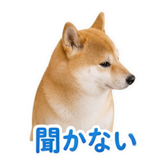 Shiba Pet Reactions #3