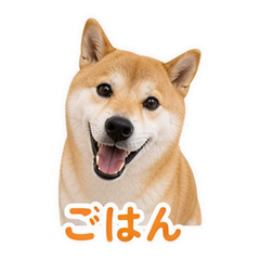 Shiba Pet Reactions #1