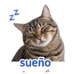 Spanish Pet Reactions #4
