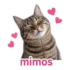 Spanish Pet Reactions #2