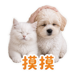 寵物日常 #2