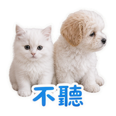 寵物日常 #3