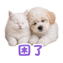 寵物日常 #4