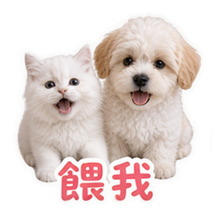 寵物日常 #1