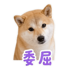 貼圖 8